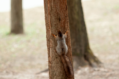 Ground Squirrel with tail all fanned outの写真素材