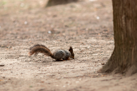 Ground Squirrel with tail all fanned outの写真素材