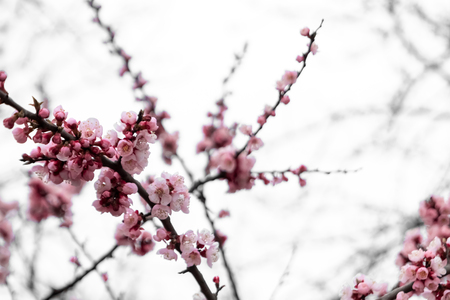 Spring cherries, pink flowers. Flowering fruit trees.の写真素材