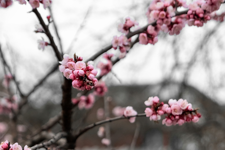 Spring cherries, pink flowers. Flowering fruit trees.の写真素材