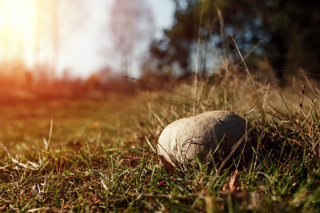 Boletus edulis mushroom growing in a woodsの写真素材