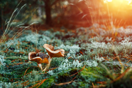 Boletus edulis mushroom growing in a woods