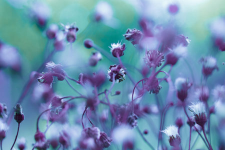 Creative background, small flowers on a tinted, gentle background in the open air. Spring summer,...