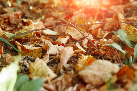 Colorful autumn leaves with forest blurred background. selective focusの写真素材