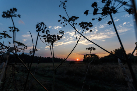The grass stalks sway in the wind against the backdrop of a beautiful, red sunset. Magic background. copy space.の写真素材