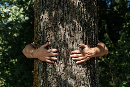Human's hands hug, wrap a tree. Contact man and nature, the concept of ecology. Productivity. Symbiosisの写真素材