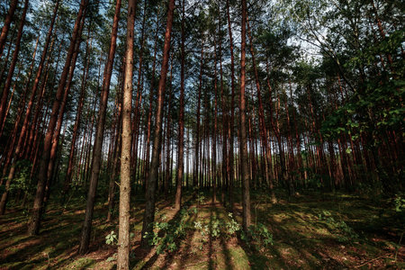 Looking Up In Spring Pine Forest Tree To Canopy. Bottom View Wide Angle Background