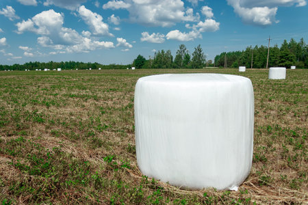 Agricultural landscape with straw packages on field. Cereal bale of hay wrapped in plastic white...