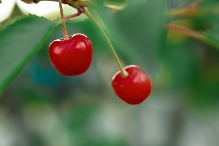 Cherries on the branch, closeup