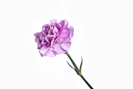Purple carnation on a white background, isolate. Close-up. Copy spaceの写真素材