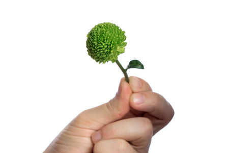 little green chrysanthemum in a male hand on a white background, isolate. Close-up. Copy spaceの写真素材