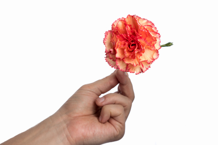 Purple carnation in a male hand on a white background, isolate. Close-up. Copy the spaceの写真素材