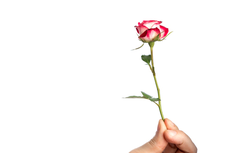Man's hand with a pink rose, isolated on white background, isolate. Close-up. Copy the stand.の写真素材