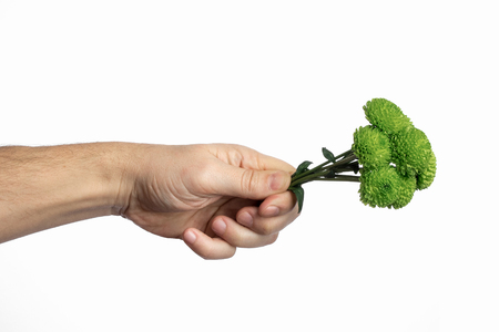A small bouquet of green chrysanthemums in a male hand on a white background, isolate. Close-up. Copy spaceの写真素材
