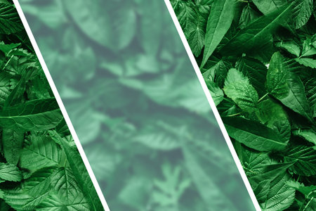 Creative layout of leaves with a paper border. Flat lay. Nature concept.