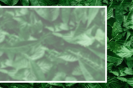Creative layout of leaves with a paper border. Flat lay. Nature concept.