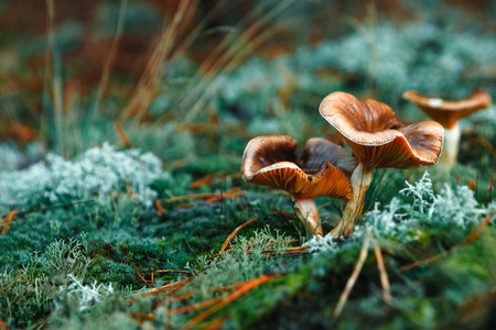 Red mushrooms in the forest, turquoise moss, close-up. The concept of a mushroom season.の写真素材