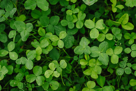 Leaf clover green floral backgroundの写真素材