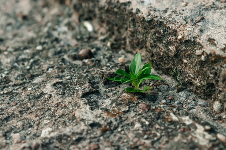 A small green sprout makes its way through concrete. The concept of struggle, confrontation. Close-up. Copy space.の写真素材