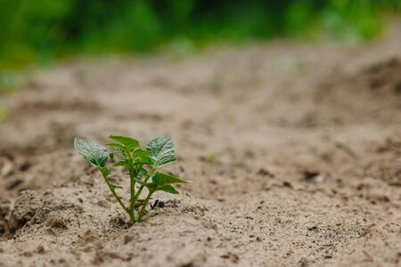 Green sprout from the earth, concept new beginningの写真素材