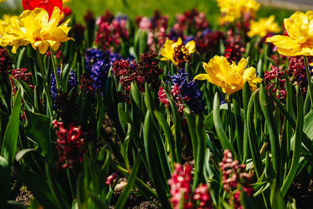 Tulip. A beautiful bouquet of tulips. Colorful tulips. Tulips in spring, colourful tulipの写真素材