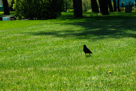 Bird of a jackdaw on a green lawn. Nature and environment.の写真素材