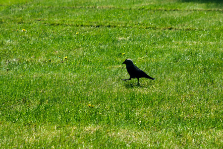 Bird of a jackdaw on a green lawn. Nature and environment.の写真素材