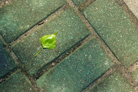 Green leaves against asphalt texture background.の写真素材