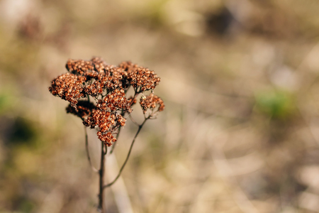 Close up dry branch tree. Grey dry bush. Thin branches of a bushの写真素材