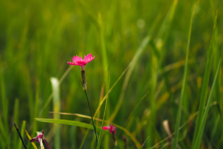 Beautiful orange lily flower, on a background of grass close-upの写真素材