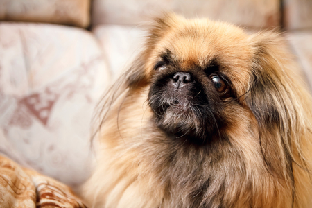 Pekingese dog close-up animal pets, the dog in the houseの写真素材