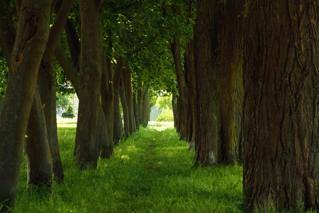 A tunnel like pathway through a thick forest with sunlight at the endの写真素材