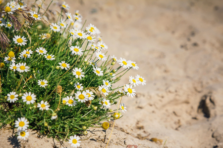 A lot of camomile flowers on a summer meadowの写真素材