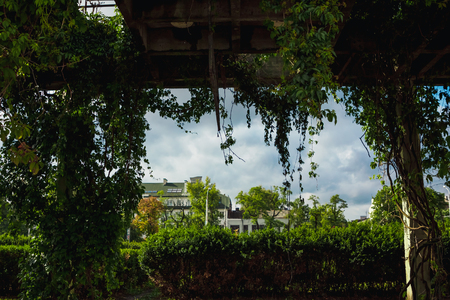 Greens on a background of gray concrete. Concept nature in the cityの写真素材