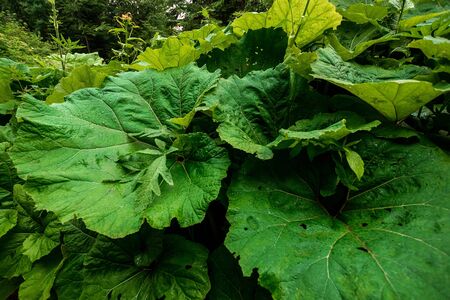 Green large leaves, burdocks, close-up, natural vegetative background.の写真素材