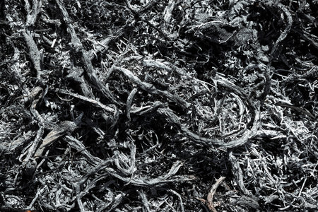 Gray background ashes, burned plants, abstract texture of coals and ashes. Macro shot