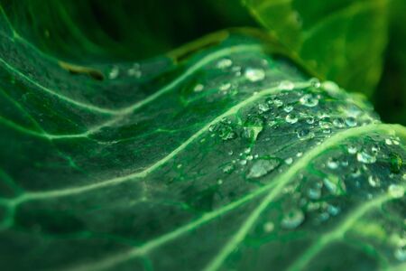 Tropical green leaves, nature concept. floral pattern background, real photo. Leaf texture.の写真素材