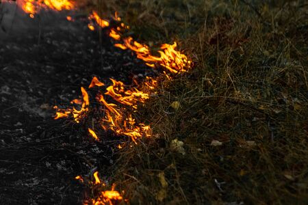 Forest fires, fire in nature, the destruction of tree plantsの写真素材