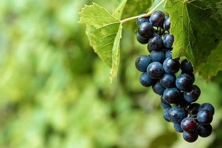 Fresh blue bunches of grapes on green branches. The concept of winemaking, wine, vegetable garden,...