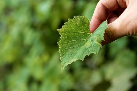 Girl's hands are holding a green leaf close-up. Symbol of spring and ecology concept.
