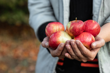 Fresh red apples in the hands of a farmer, organic fruits. The concept of a garden, cottage, harvestの写真素材