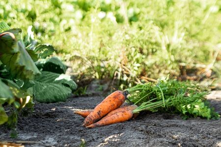 Fresh orange carrots lies on the garden bed, close-up, organic vegetables. The concept of a garden, cottage, harvestの写真素材