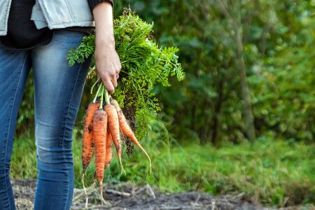 Farmer girl holding fresh orange carrots in her hands, close-up, organic fruits. The concept of a garden, cottage, harvestの写真素材