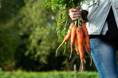 Farmer girl holding fresh orange carrots in her hands, close-up, organic fruits. The concept of a garden, cottage, harvestの写真素材