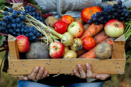 Farmer girl holds in her hands a wooden box with a crop of vegetables and fruits, organic vegetables. The concept of a garden, cottage, harvestの写真素材