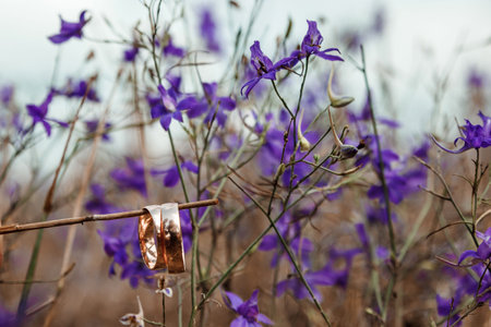 wedding rings on a branch .The concept of marriage, family relationships, wedding paraphernalia.