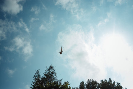 nature. sky with clouds, birds fly.