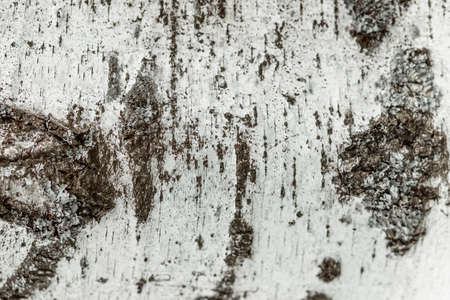 Birch tree bark texture, white floral backgroundの写真素材