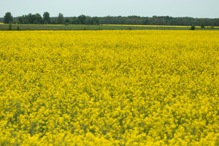 Beautiful summer landscape yellow rapeseed field and blue sky. copy space
