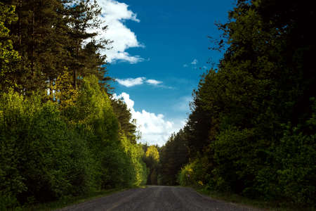 Beautiful summer landscape green forest and road in the forestの写真素材